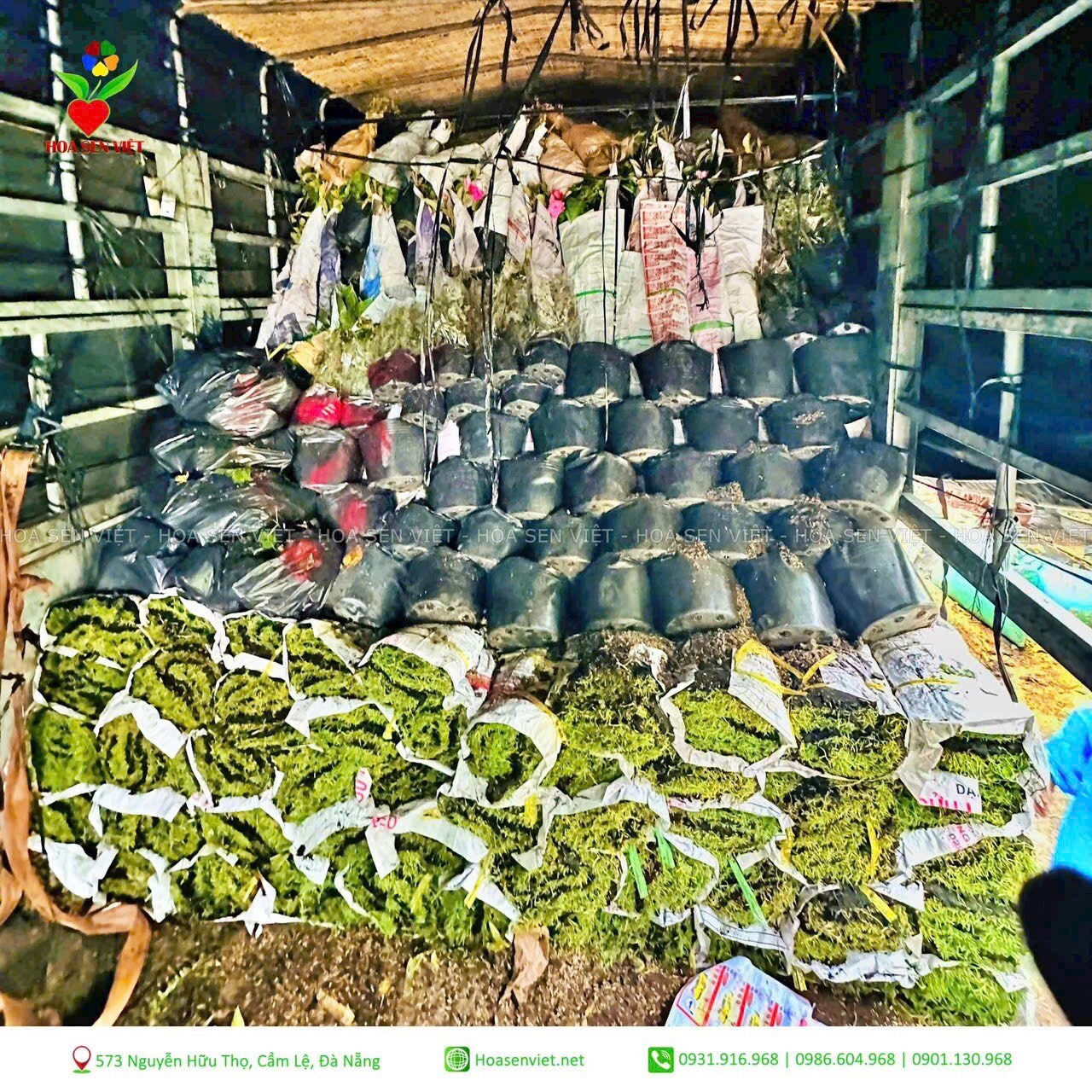 Cảnh Quan Hoa Sen Việt 1