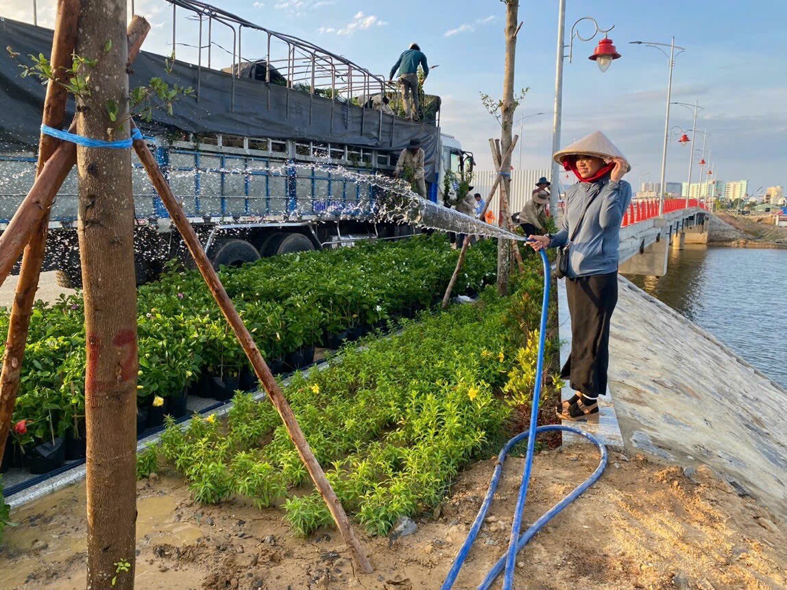 Cảnh Quan Hoa Sen Việt 8