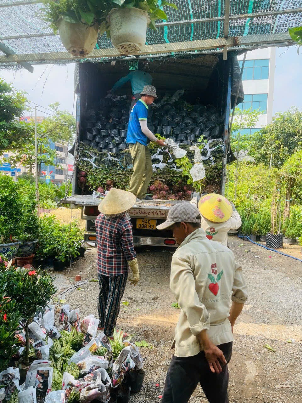 Cảnh Quan Hoa Sen Việt 2