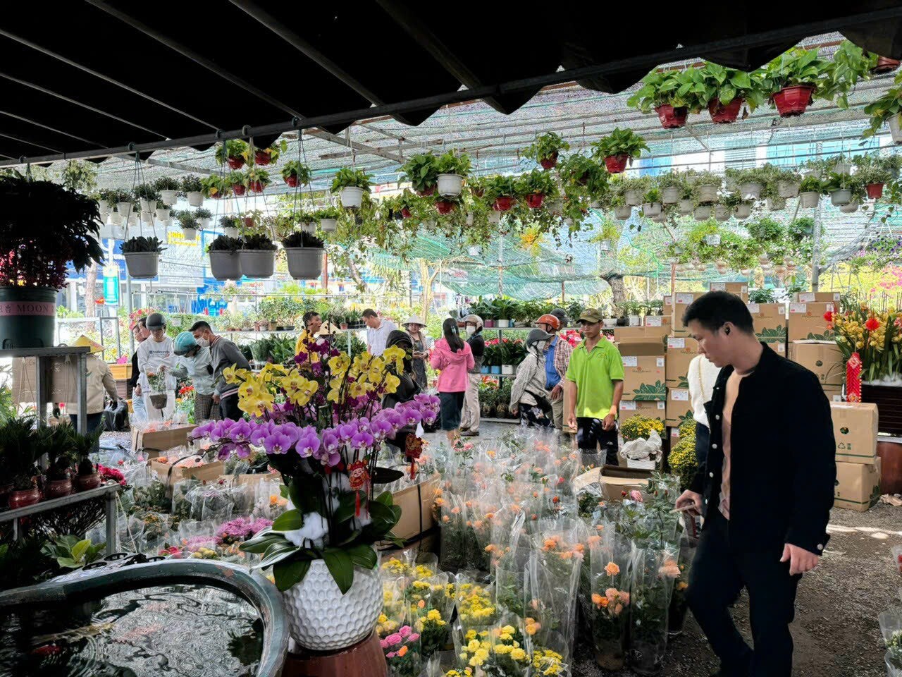 Cảnh Quan Hoa Sen Việt 9