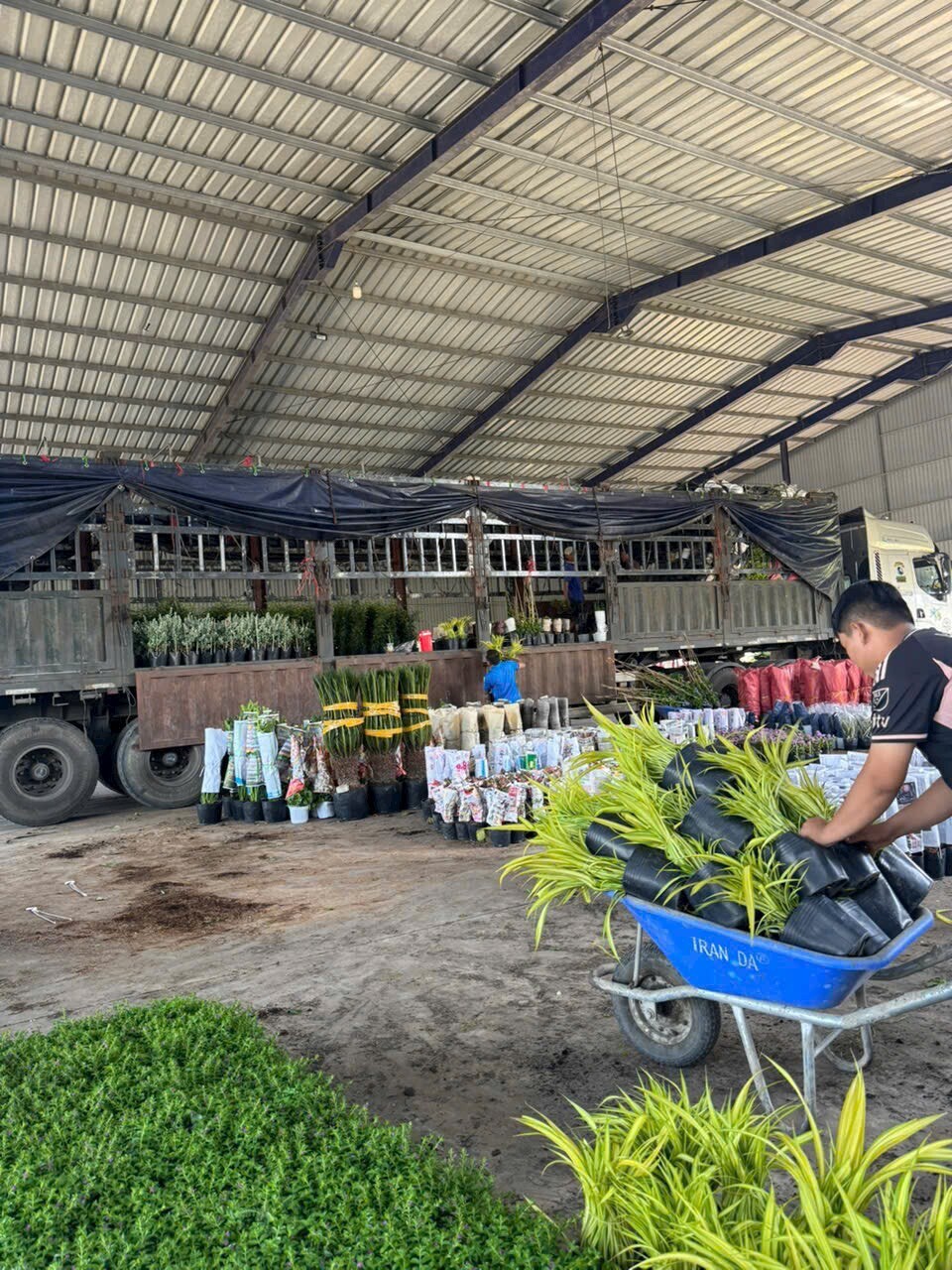 Cảnh Quan Hoa Sen Việt 4