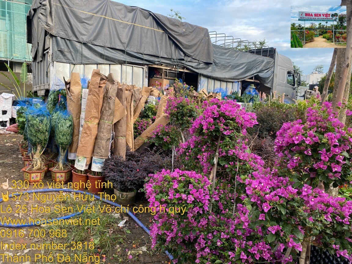 Cảnh Quan Hoa Sen Việt 7