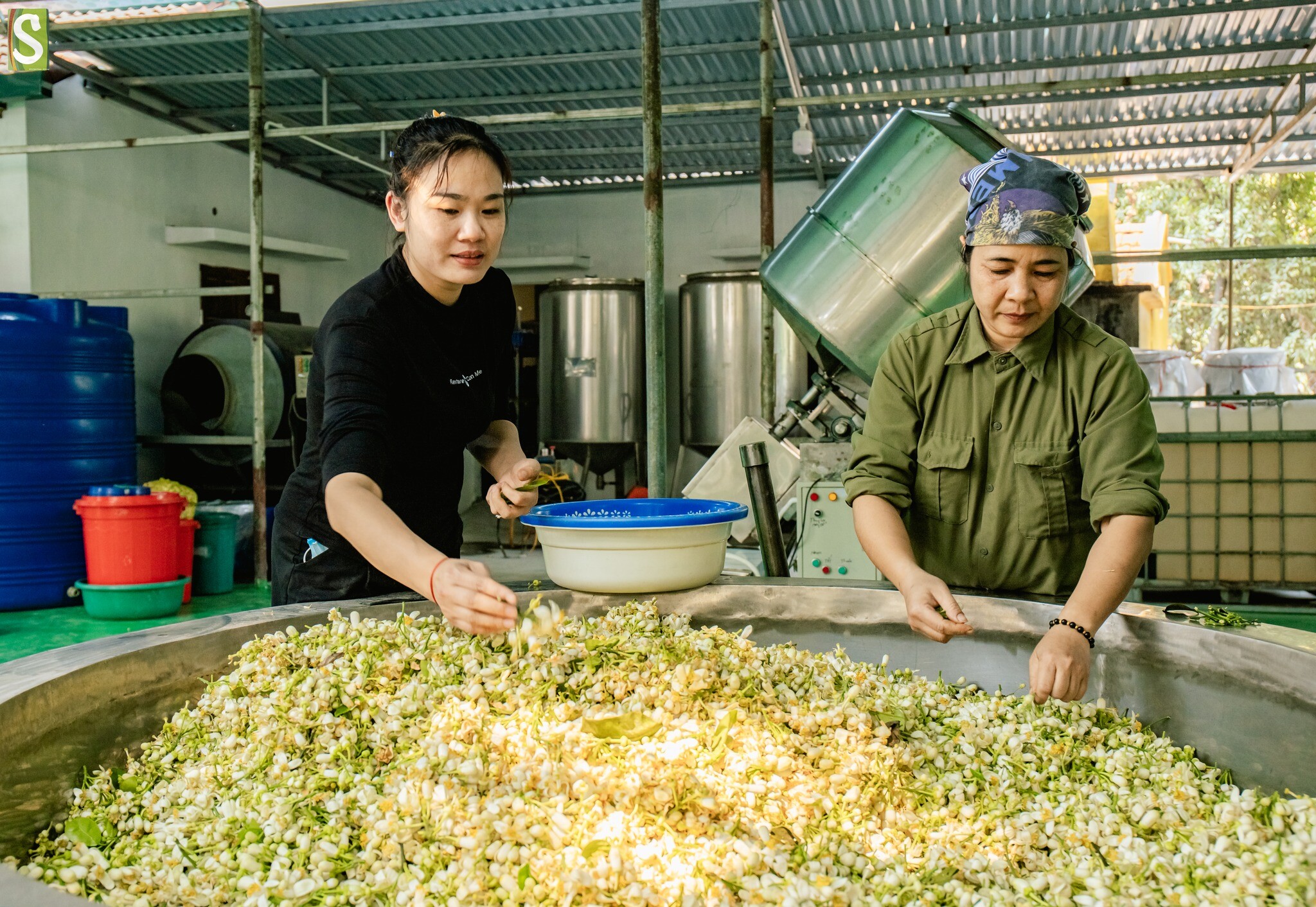 Hợp tác xã Sinh Dược 9