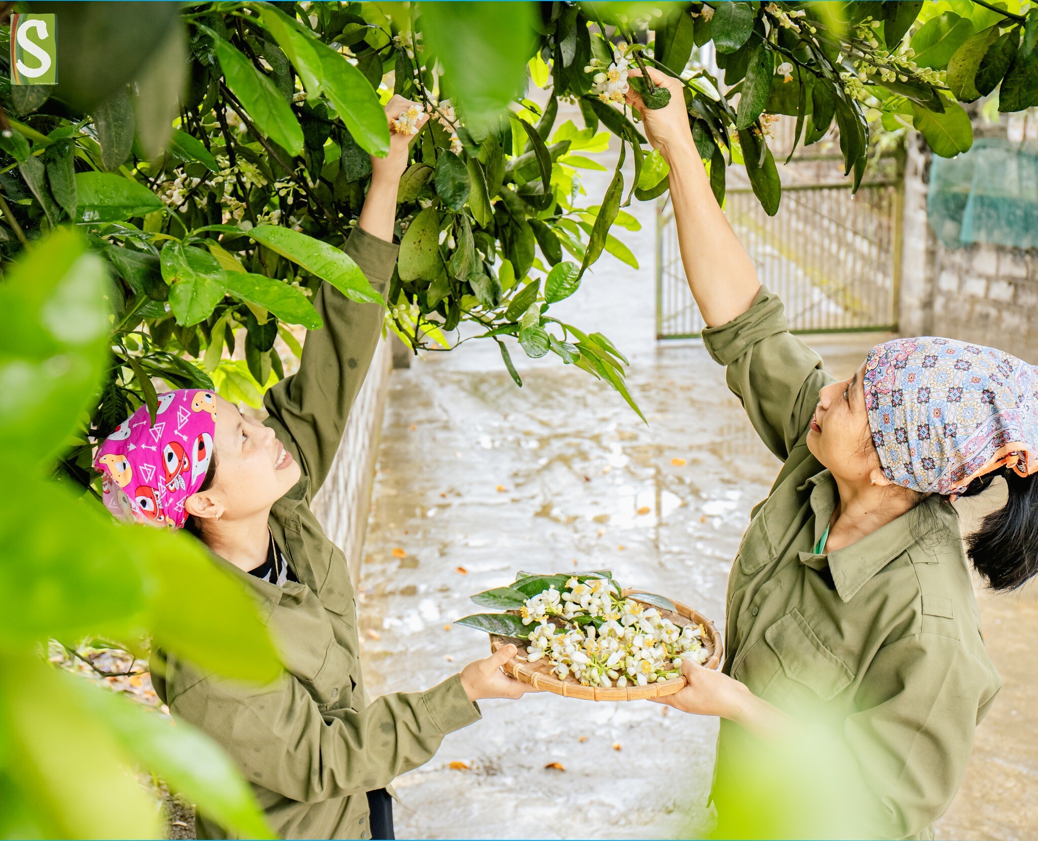 Hợp tác xã Sinh Dược 7