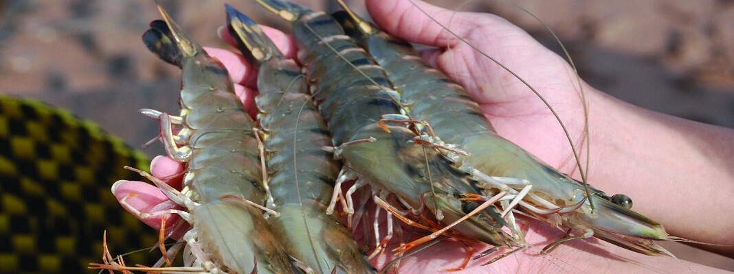 Thương Mại Dịch Vụ AN HUY 10