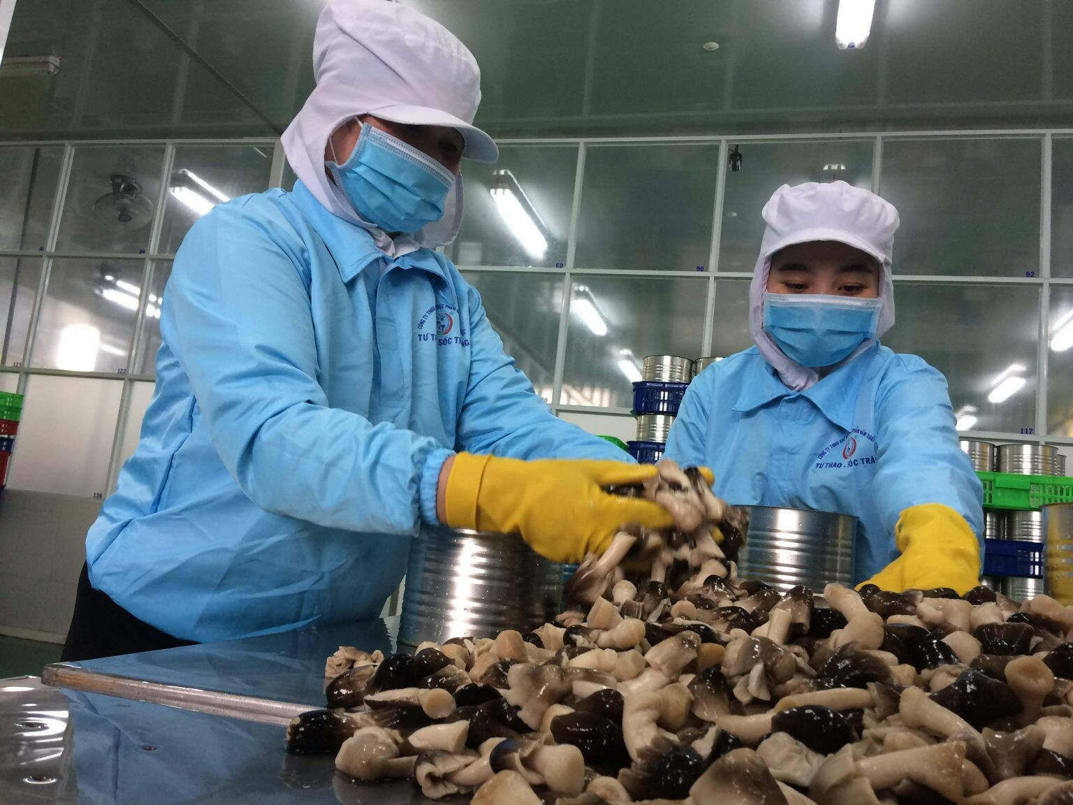 Chế Biến Thực Phẩm Nấm Xuất Khẩu Tư Thao Sóc Trăng 9