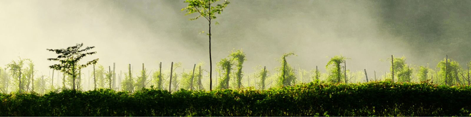 Hợp tác xã Sinh Dược 1