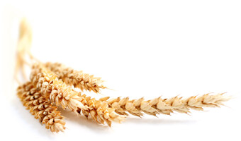 Lương Thực Phước An 10