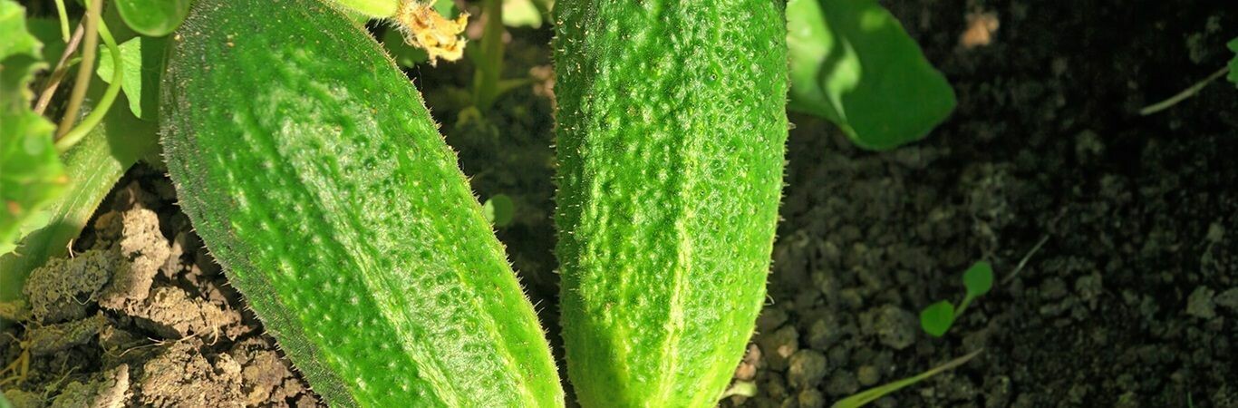 Agricare Việt Nam 9