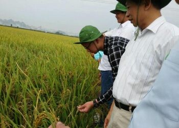 CÔNG TY TNHH HOA TÍN 3