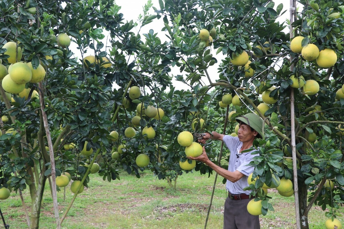 TẬP ĐOÀN MIND GROUP 2