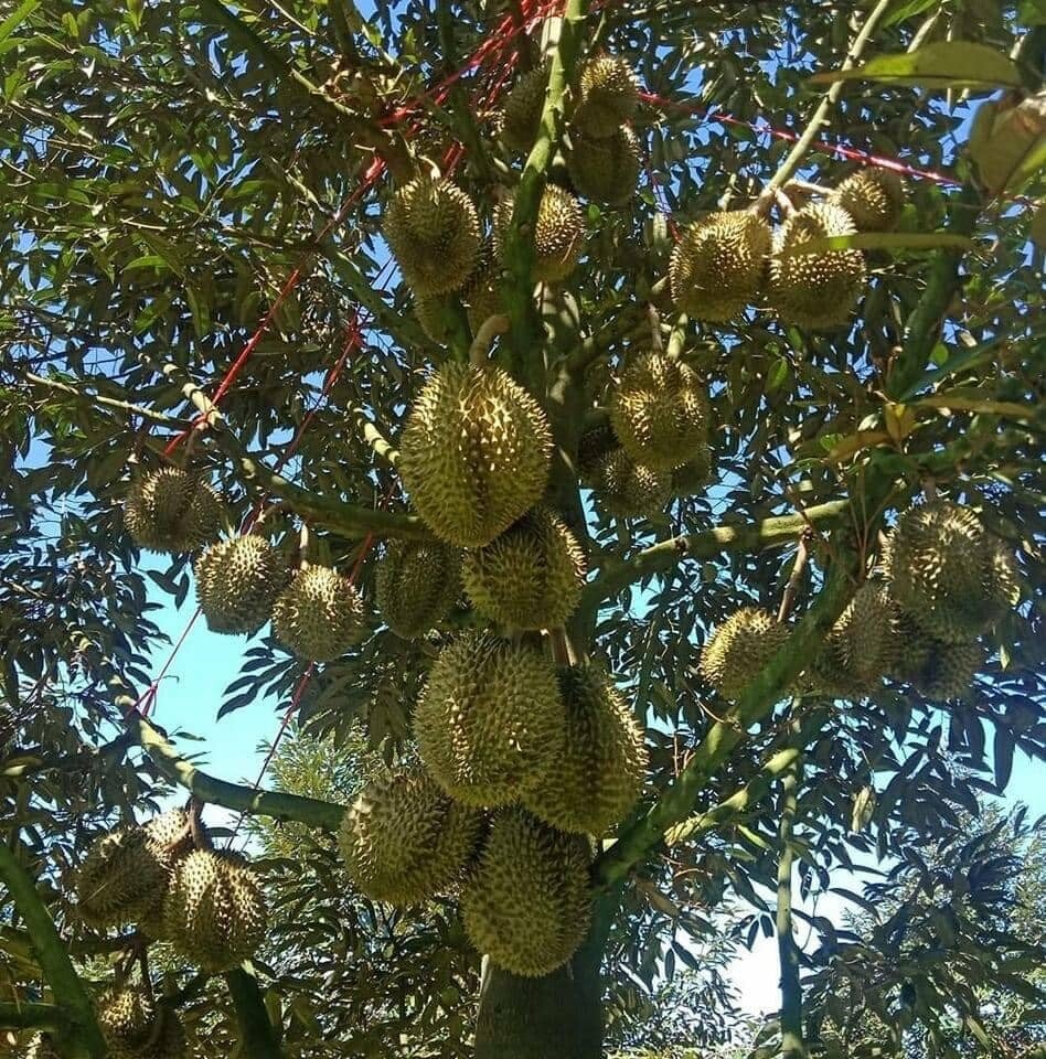 TẬP ĐOÀN MIND GROUP 8