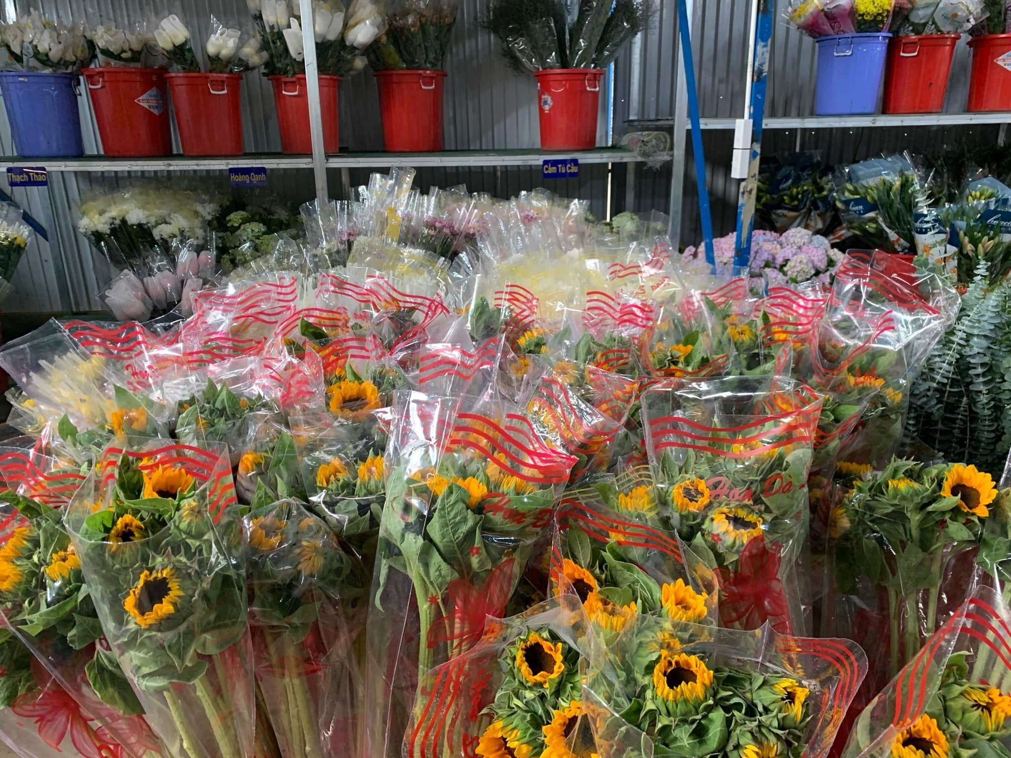 Quỳnh Phương Đà Lạt 1