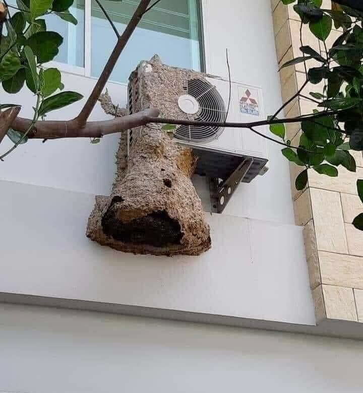 GREEN AIR VIỆT NAM 9