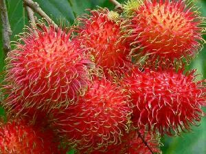 Agricare Việt Nam 4