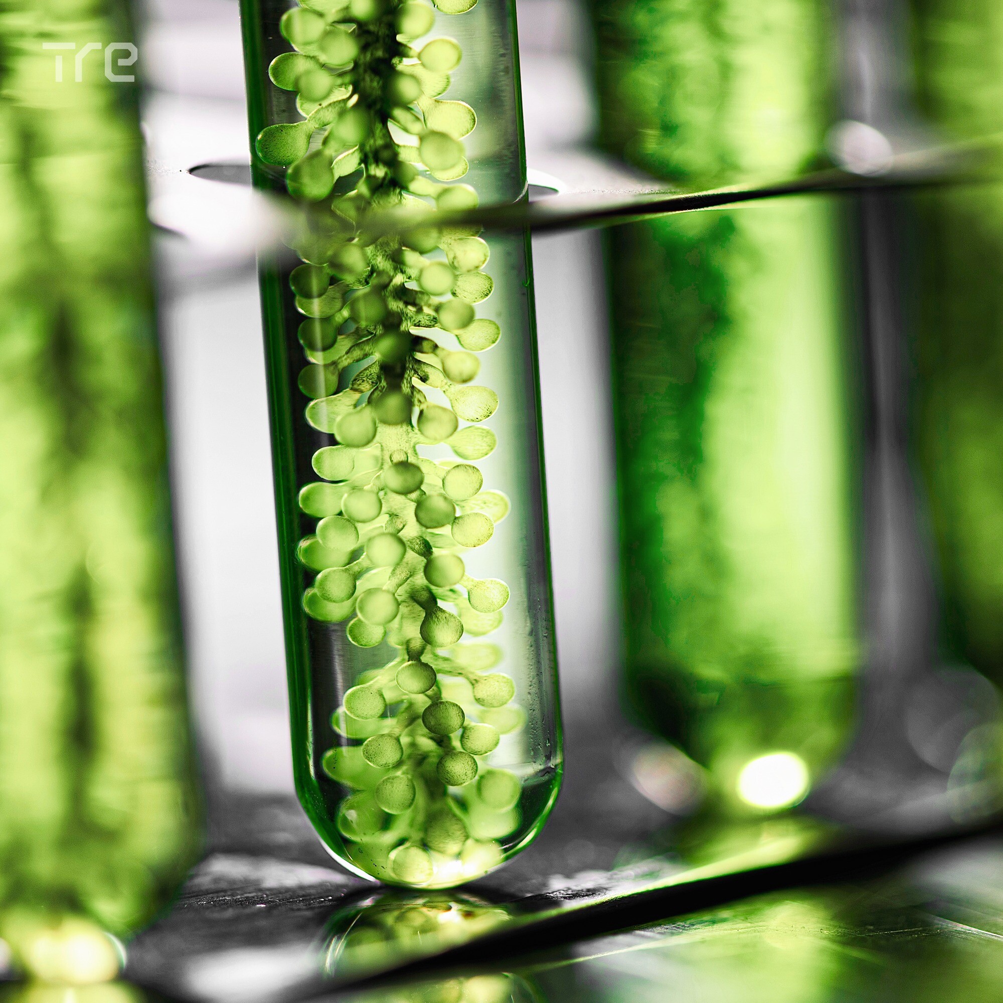 B Bright Food & Beverage 2