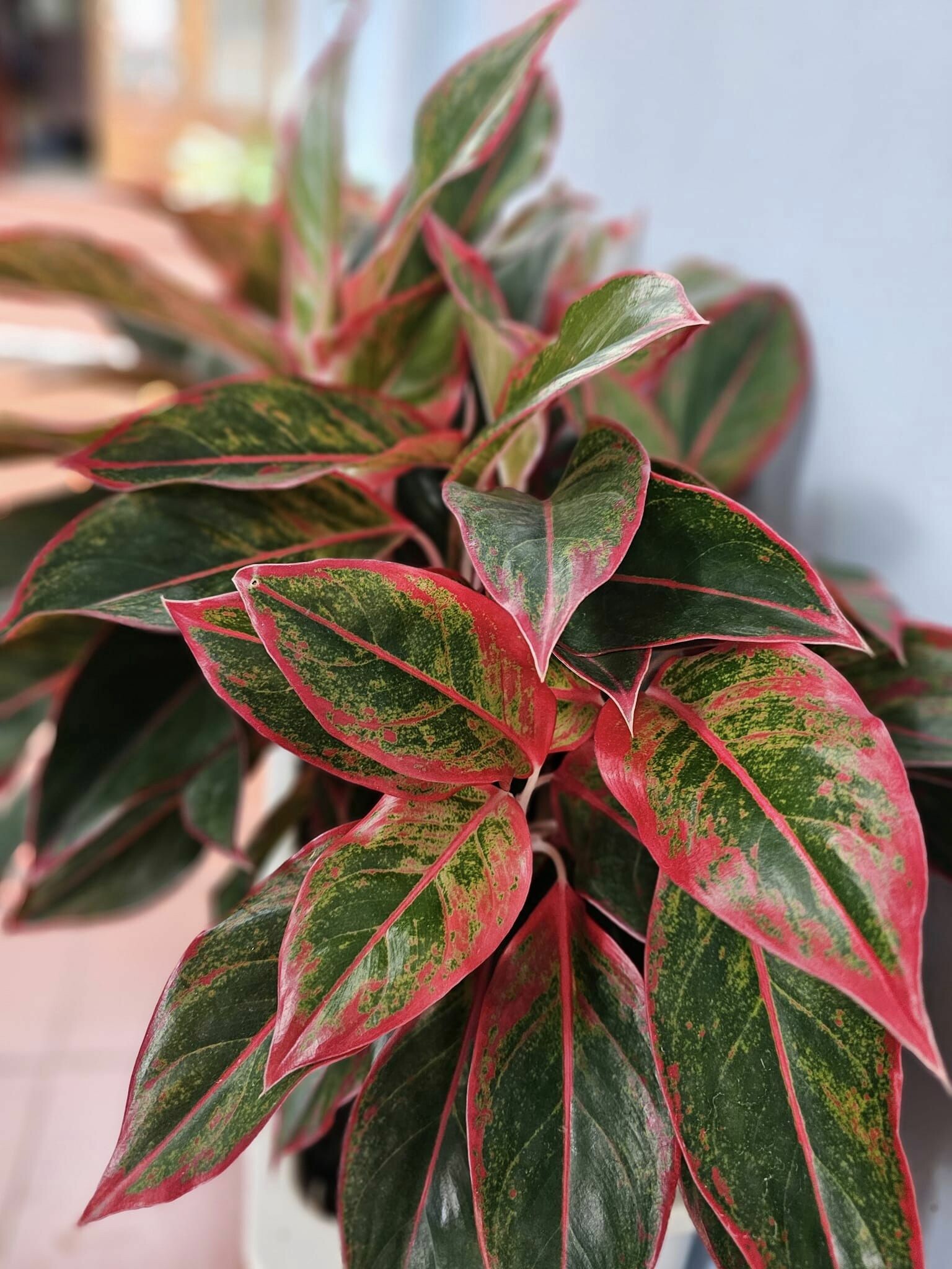 Kiểm toán KTC SCS Việt Nam 1