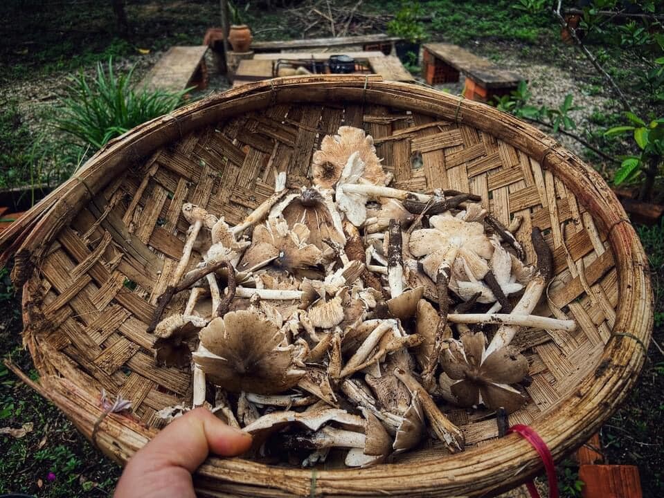 Du Yên Garden Măng Đen 10