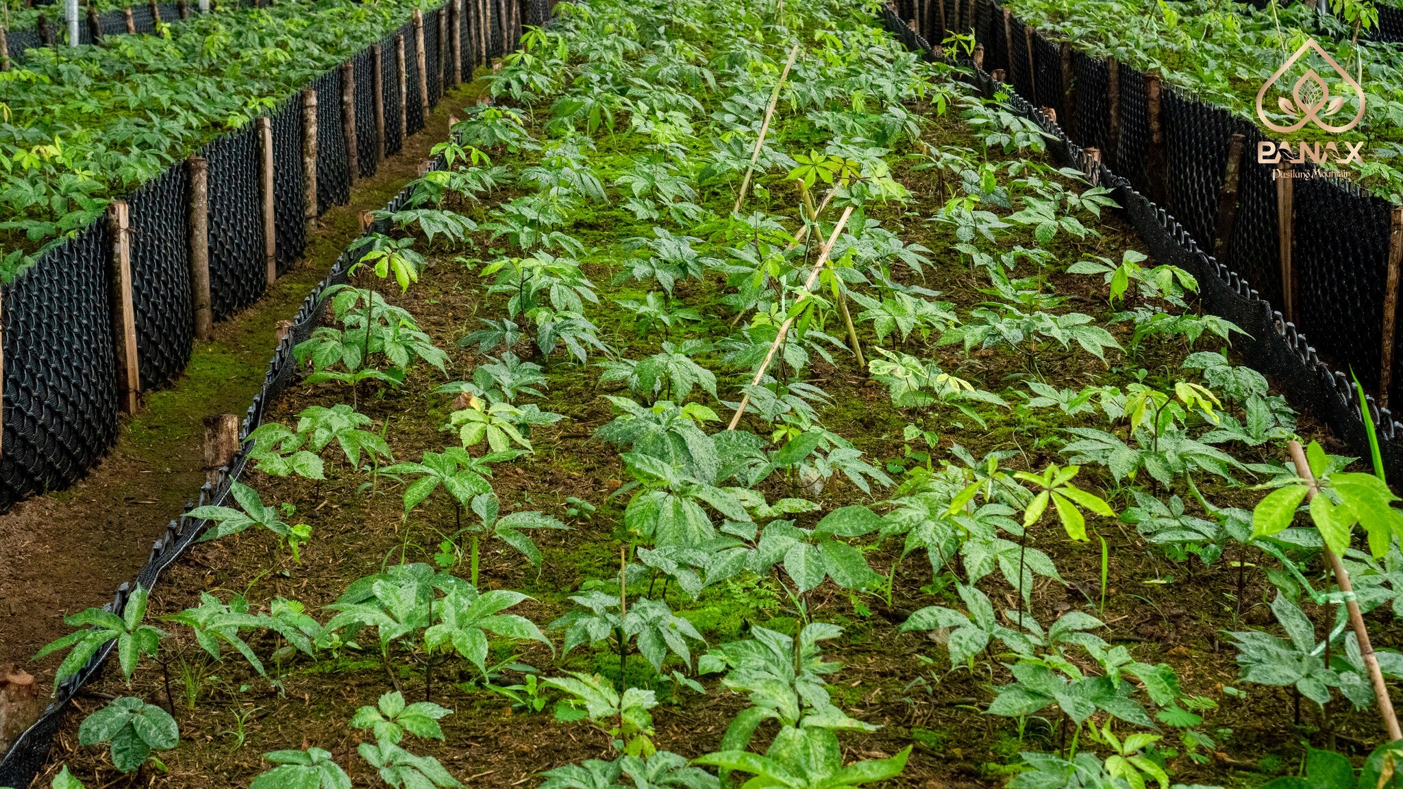 Tập Đoàn Pusilung 4