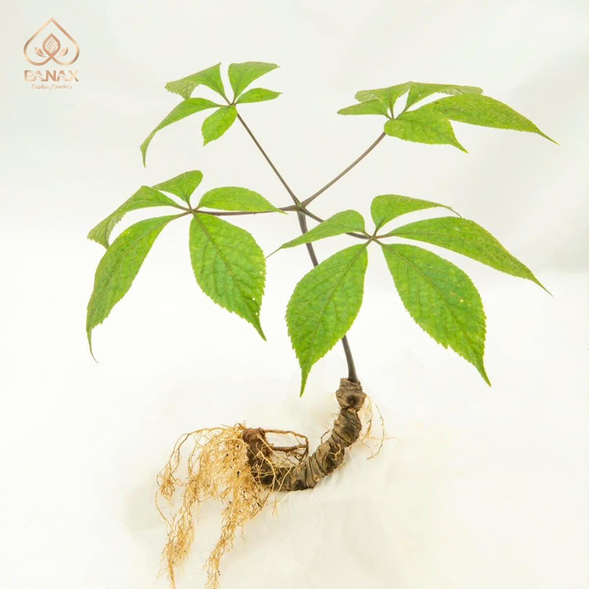 Tập Đoàn Pusilung 8