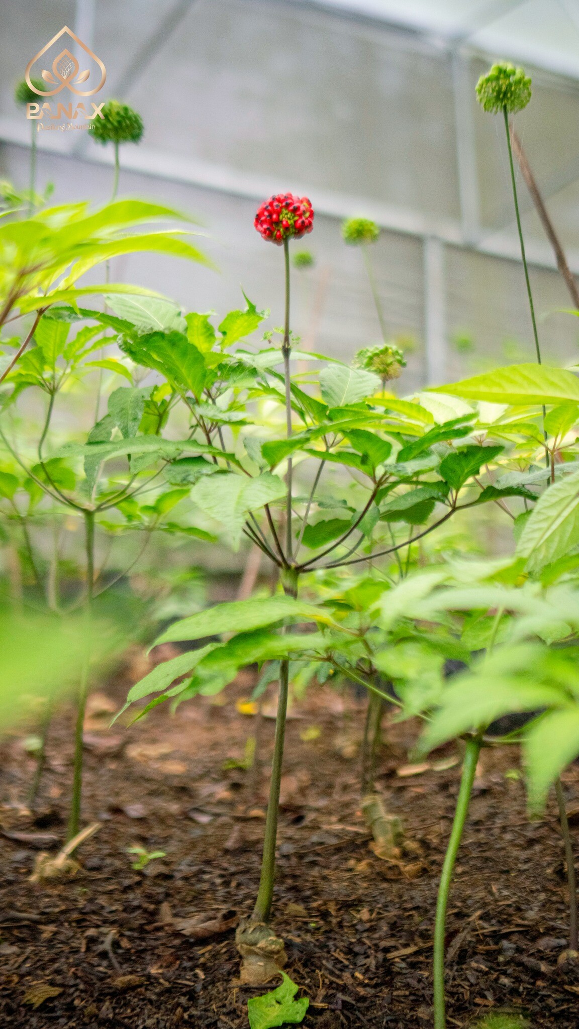 Tập Đoàn Pusilung 6