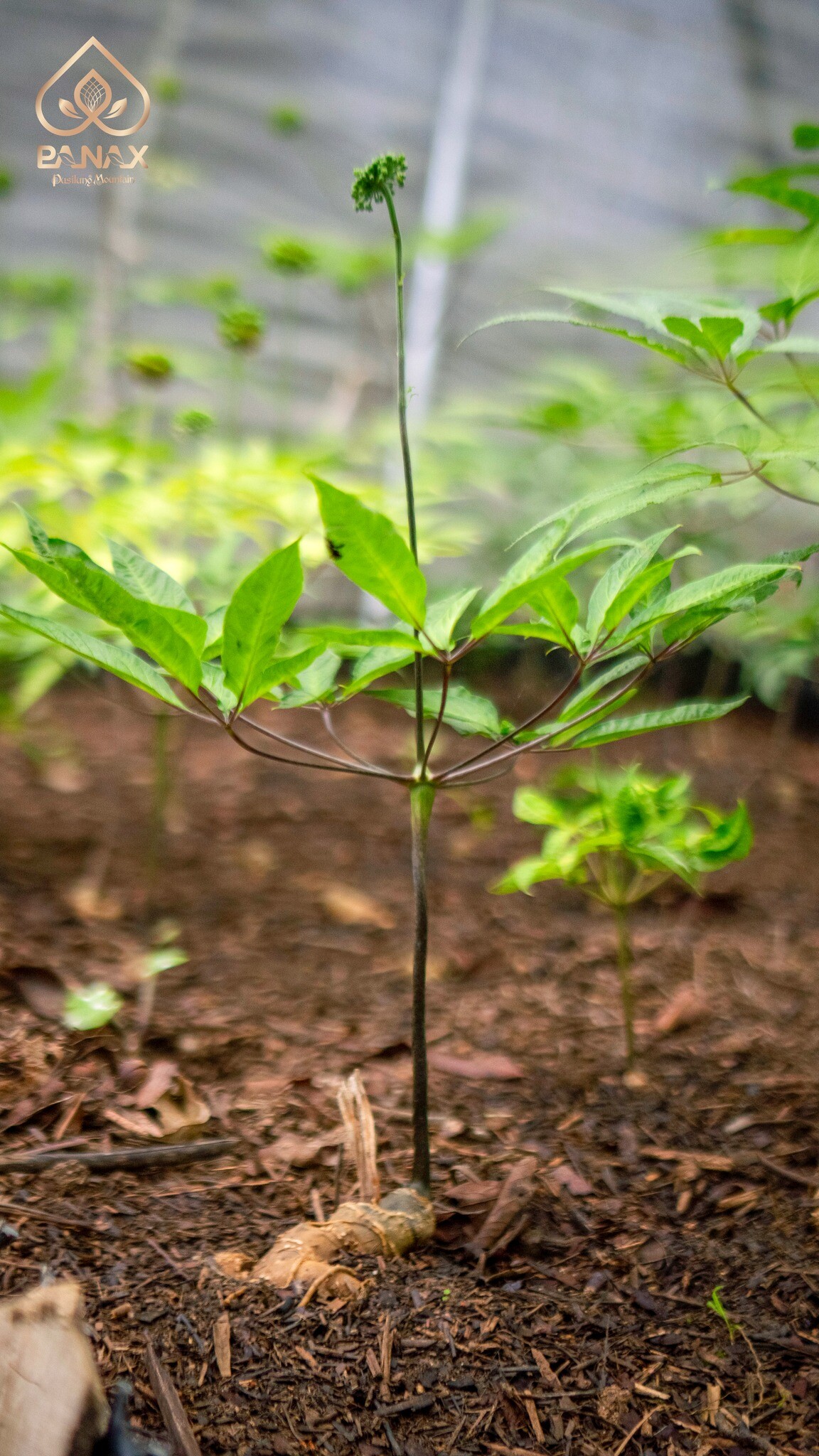 Tập Đoàn Pusilung 3