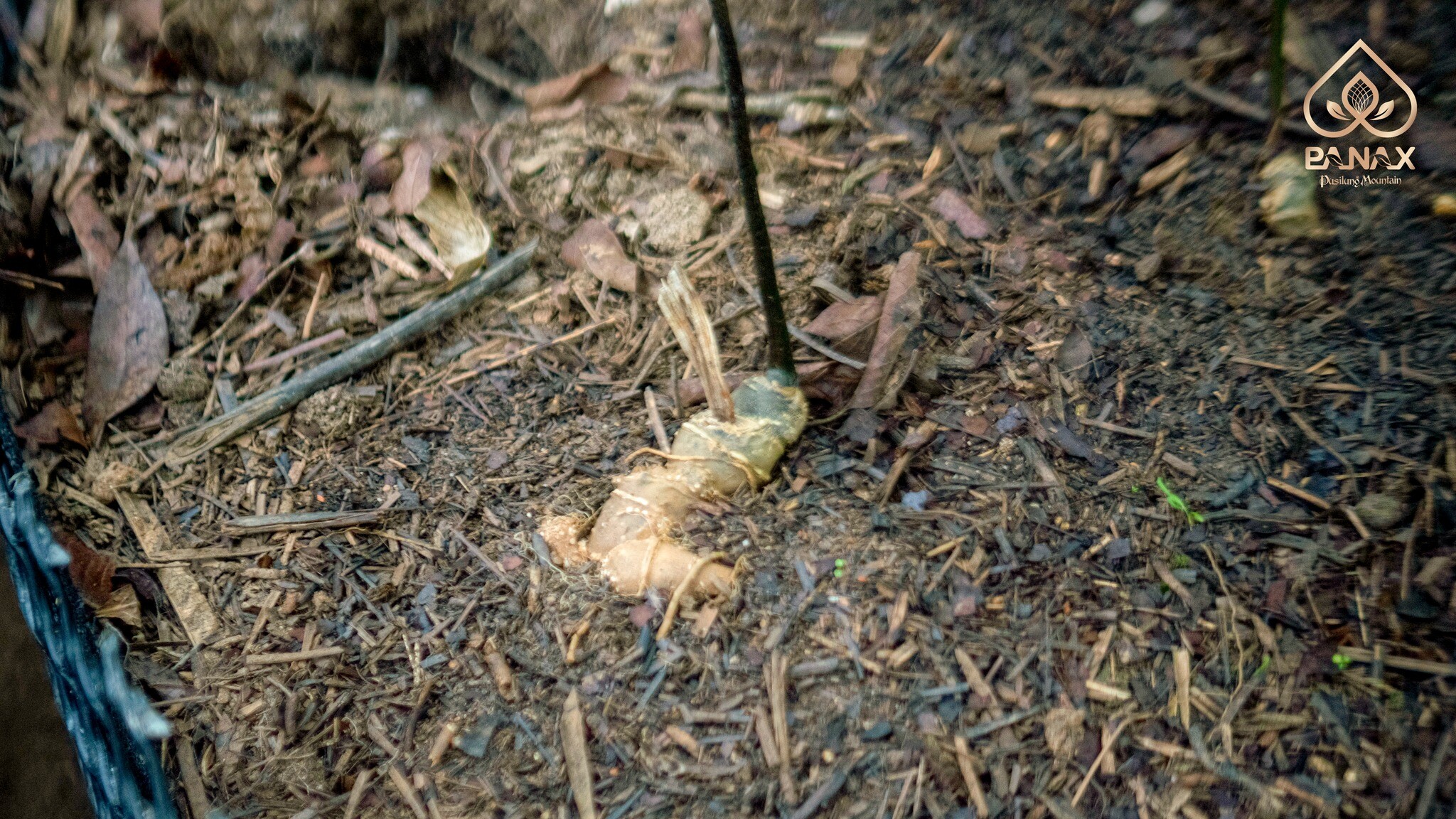 Tập Đoàn Pusilung 5