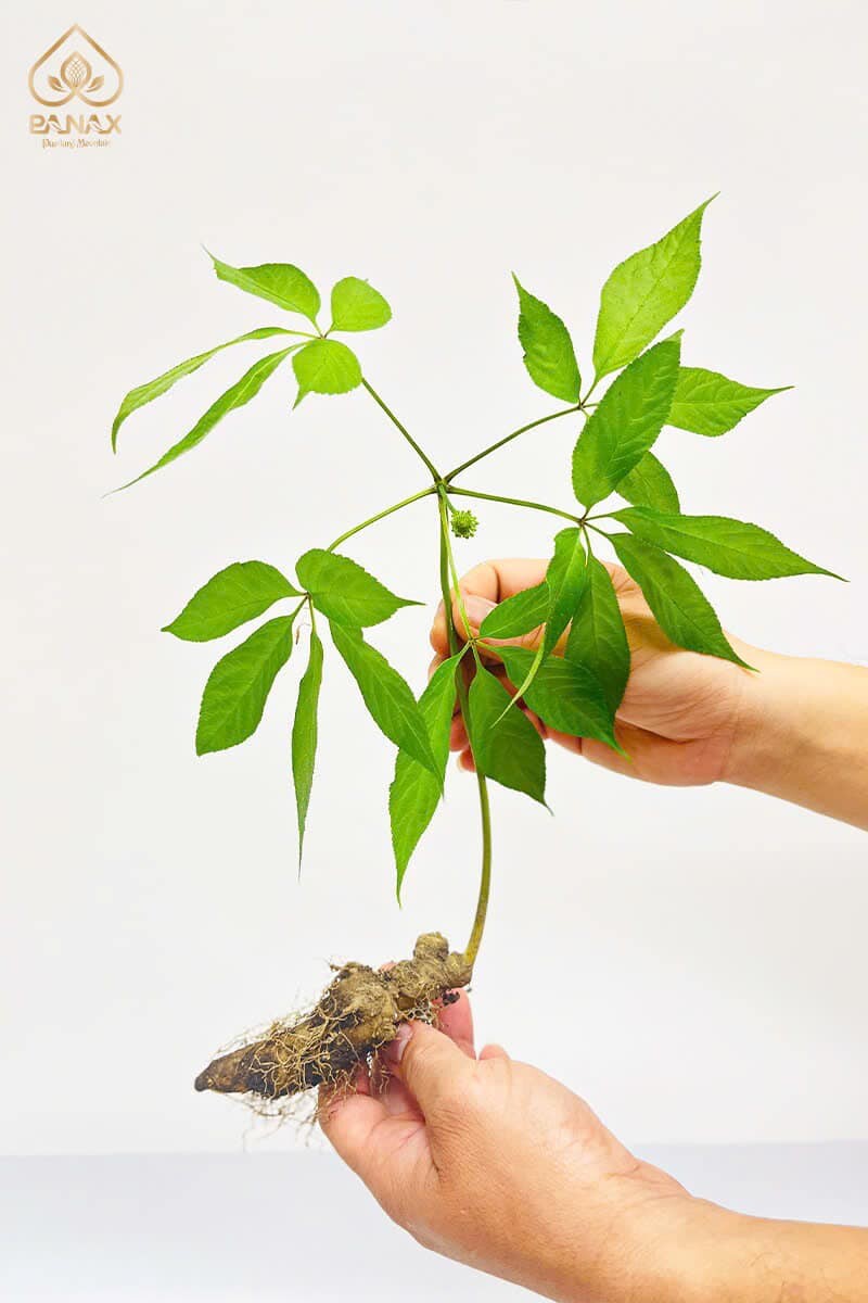 Tập Đoàn Pusilung 7