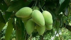 Agricare Việt Nam 6