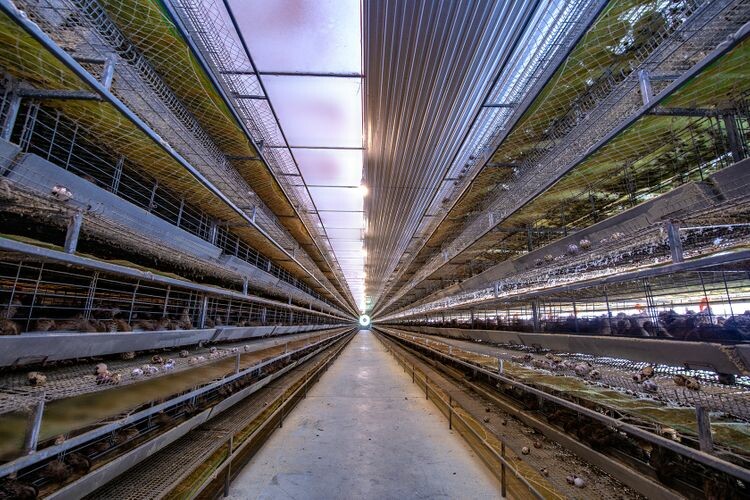 Vương Gia Hưng Thịnh 7