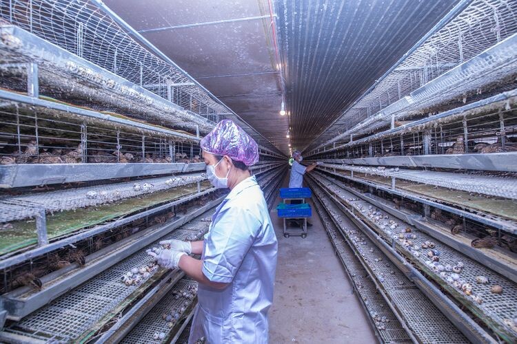 Vương Gia Hưng Thịnh 8