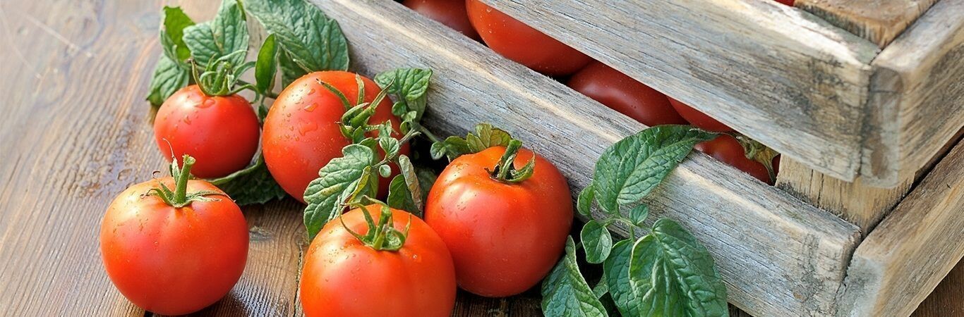 Agricare Việt Nam 8