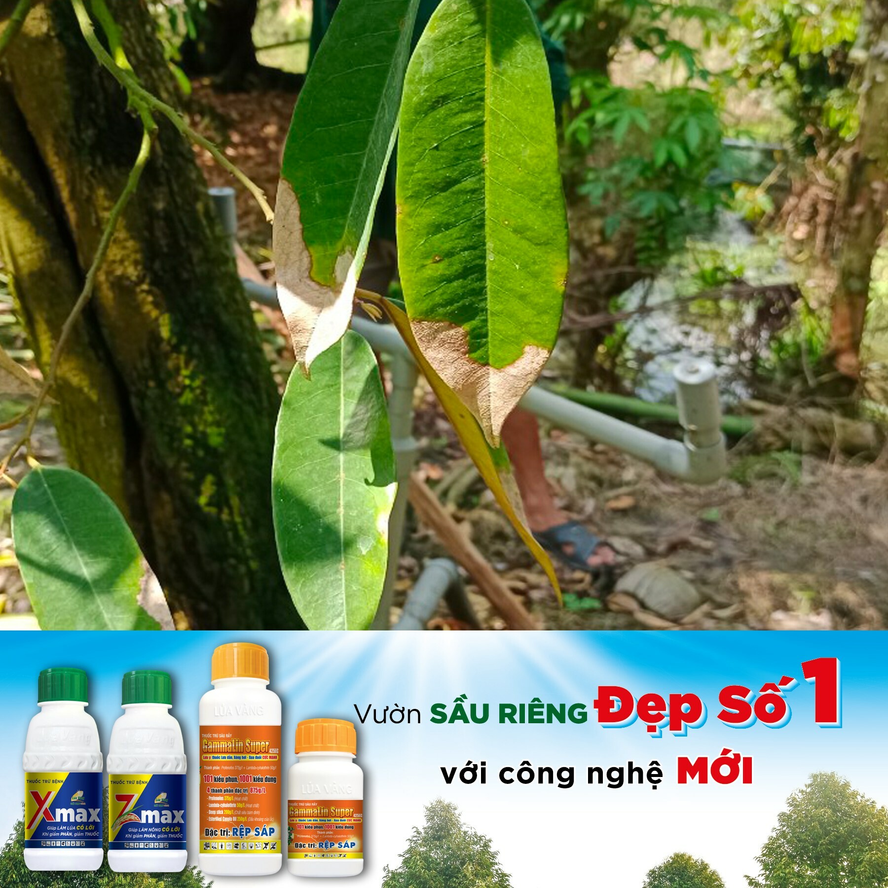 Hóa Nông Lúa Vàng 2