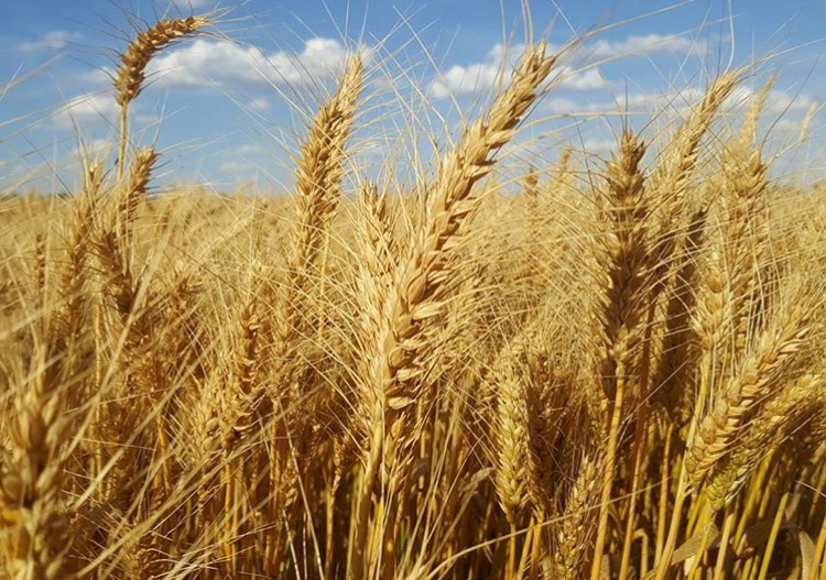 BOCA COMMODITY JOINT STOCK COMPANY 3