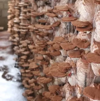 Dược Phẩm CG Việt Nam 1