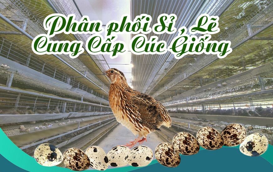 Vương Gia Hưng Thịnh 4