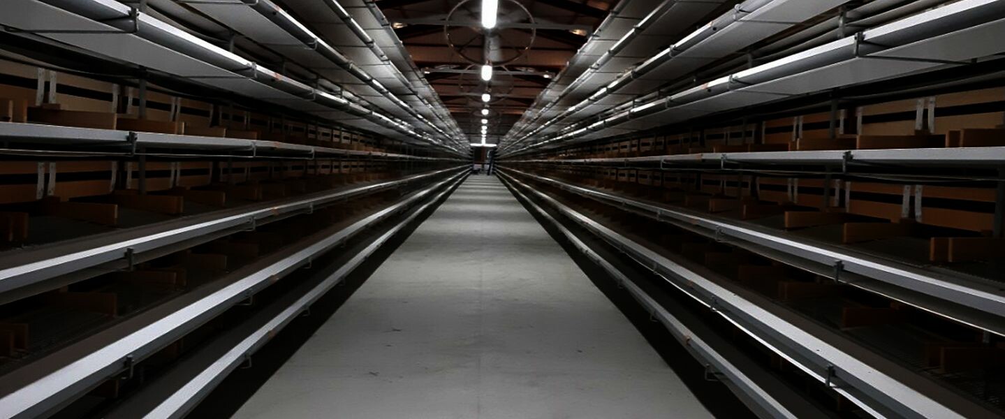 Vương Gia Hưng Thịnh 2