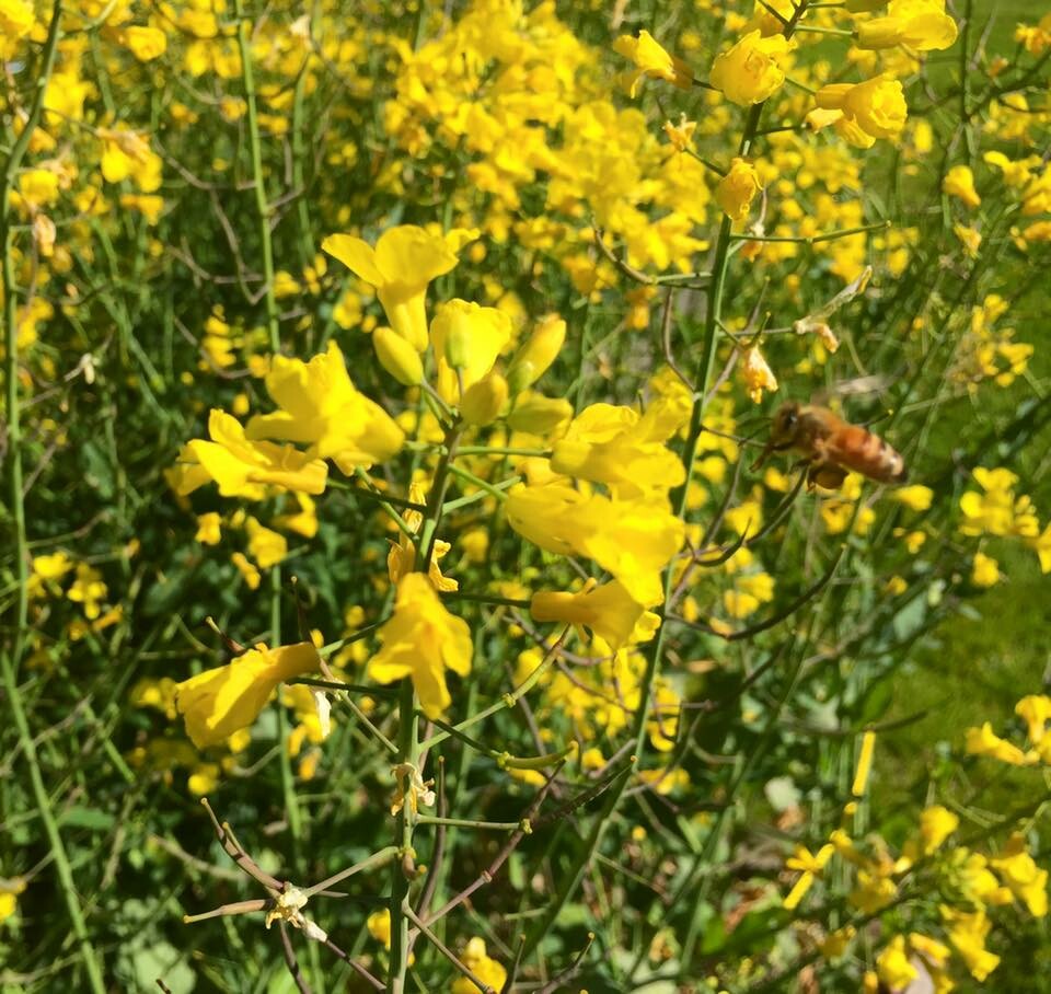 BOCA COMMODITY JOINT STOCK COMPANY 4