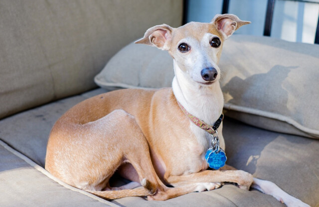 Đầu Tư Xây Dựng Vabis Việt Nam 9