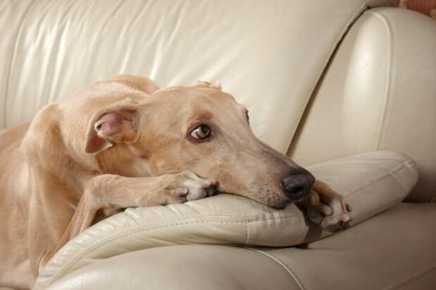 Đầu Tư Xây Dựng Vabis Việt Nam 10