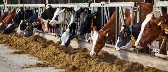 Schaumann Việt Nam 8