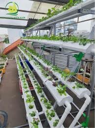 Công Ty Cổ Phần Thủy Canh Miền Nam 1