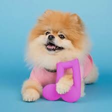 Sportpet Consumer Products Vietnam 5