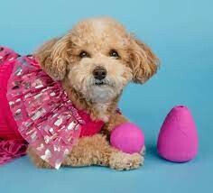 Sportpet Consumer Products Vietnam 4