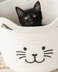 Sportpet Consumer Products Vietnam 3