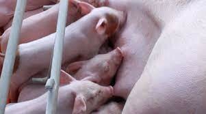 Công ty cổ phần chăn nuôi Vĩnh Tân 3