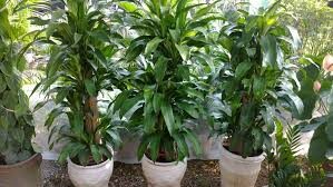 Cảnh Quan Mộc Lan 1