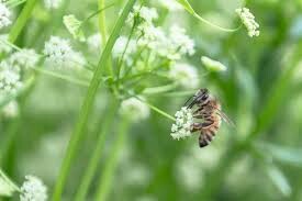 Sản Xuất Bejo Việt Nam 1