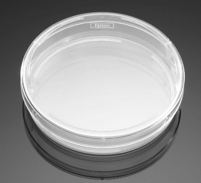 Cysina Việt Pháp 4