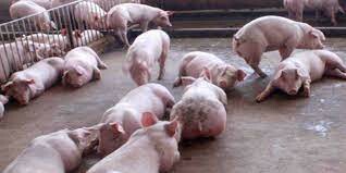 Công ty cổ phần chăn nuôi Vĩnh Tân 5